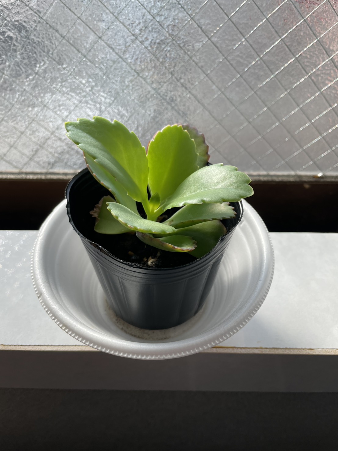 子宝草　成長日記 画像