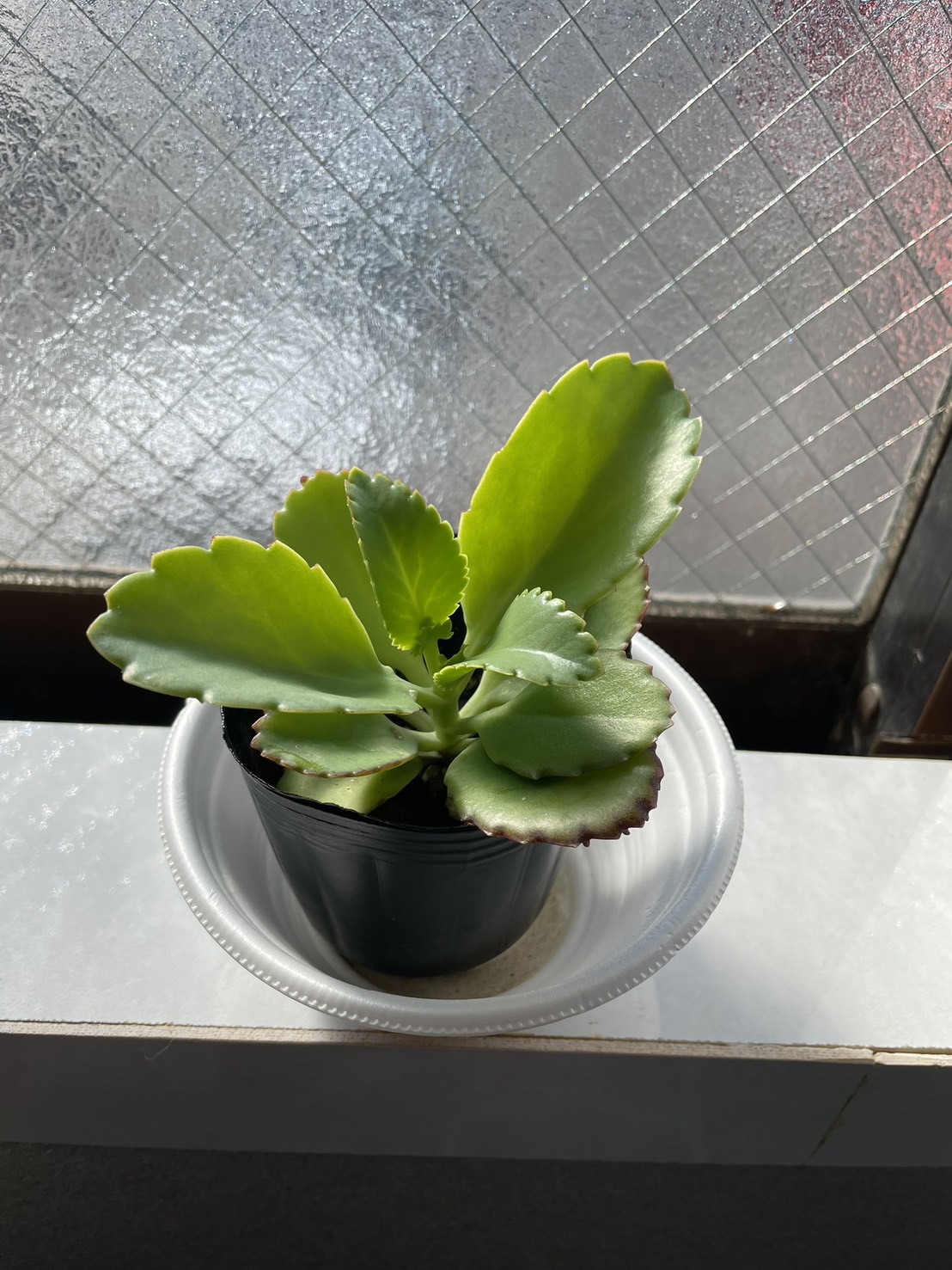 子宝草　成長日記 アイキャッチ画像