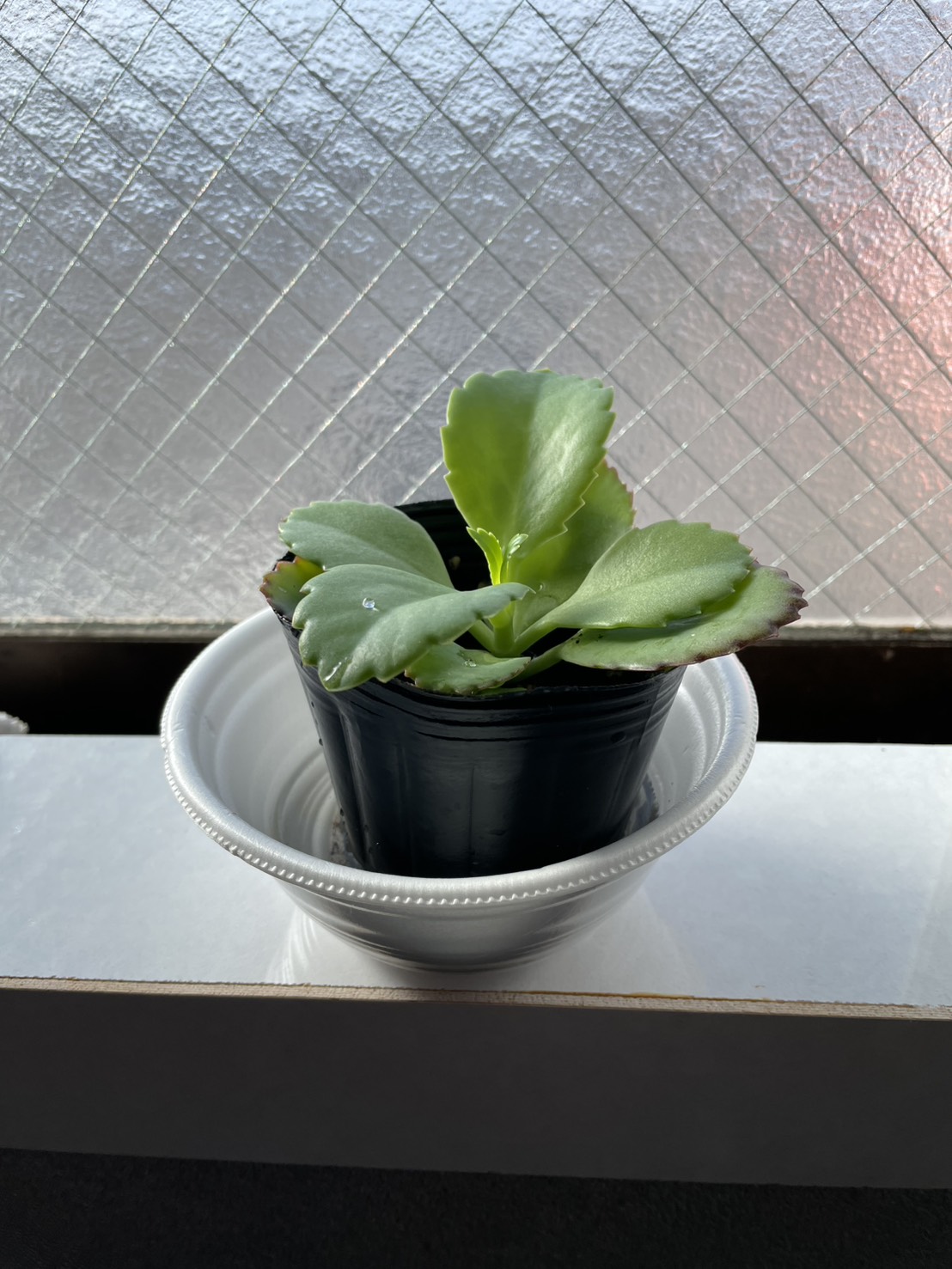 子宝草　成長日記 アイキャッチ画像