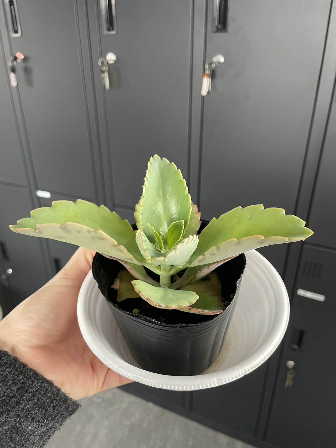 子宝草　成長日記 アイキャッチ画像