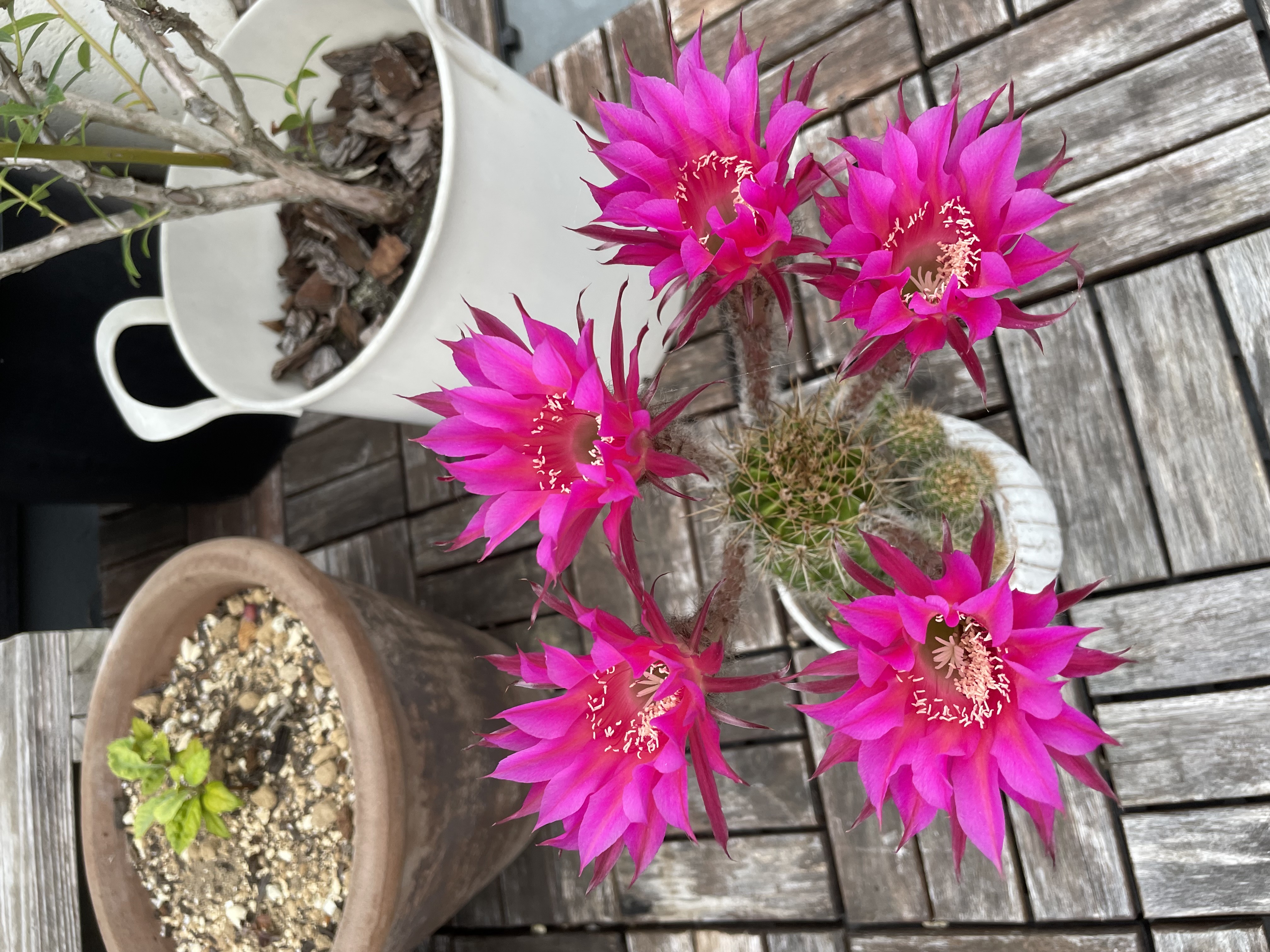 サボテンのお花 アイキャッチ画像