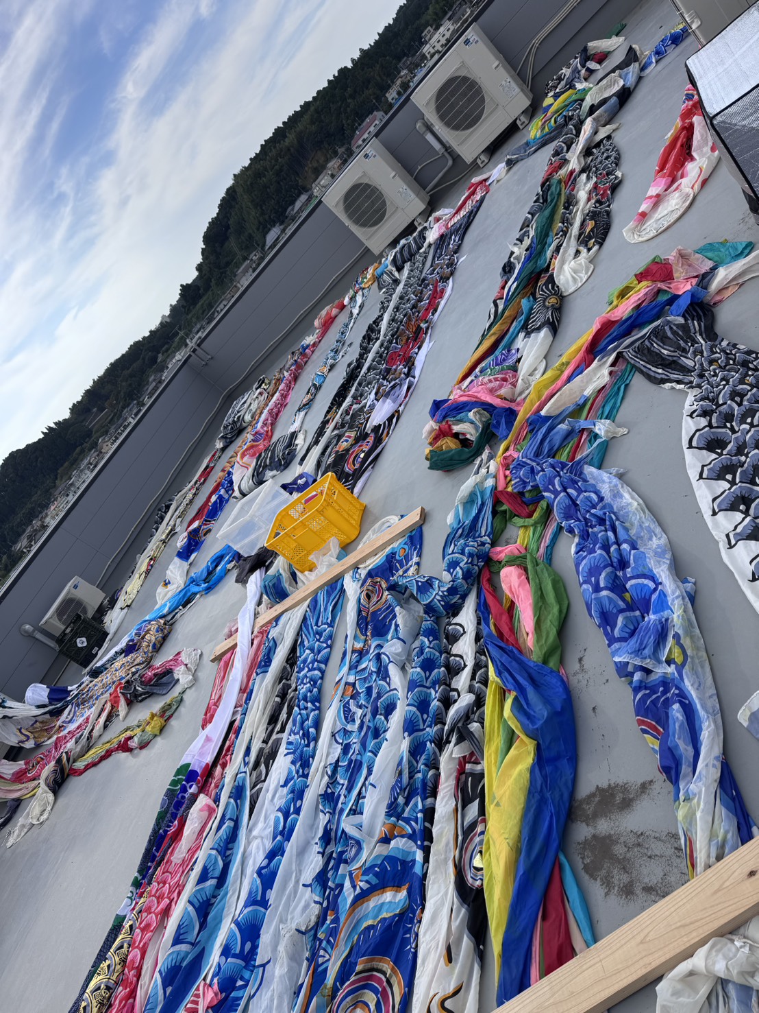 こいのぼり、干しました🐟 画像